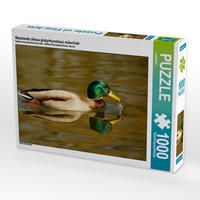 Produktbild: CALVENDO Puzzle Stockente (Anas platyrhynchos) m&auml;nnlich 1000 Teile Lege-Gr&ouml;&szlig;e 64 x 48 cm Foto-Puzzle Bild von kattobello