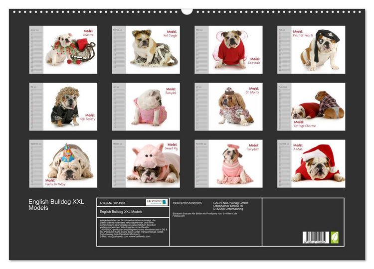 Produktbild: English Bulldog XXL Models (Wandkalender 2026 DIN A2 quer), CALVENDO Monatskalender