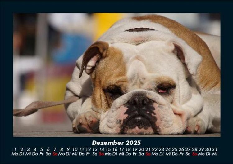 Produktbild: Hunde 2025 Fotokalender DIN A5