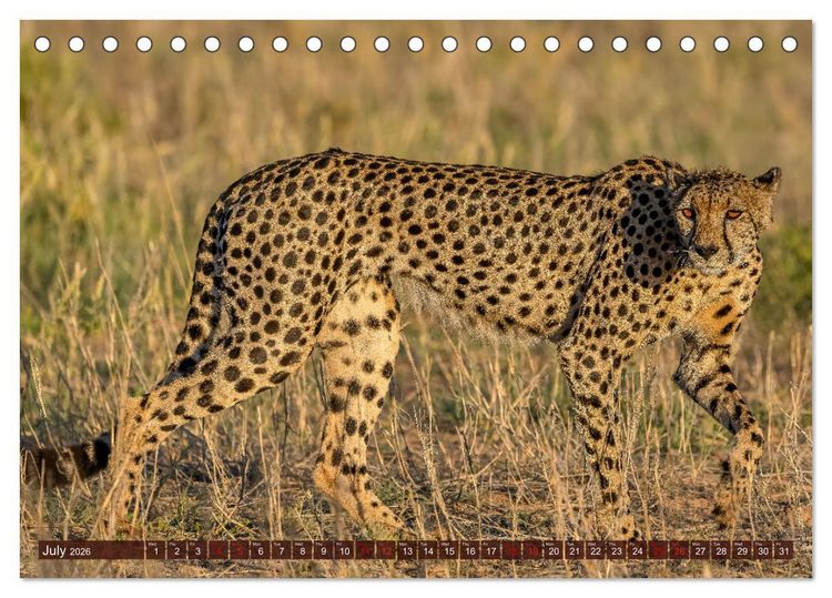 Produktbild: Amazing Cheetahs (Desk Calendar 2026 DIN A5 landscape), CALVENDO 12 Month DeskCalendar