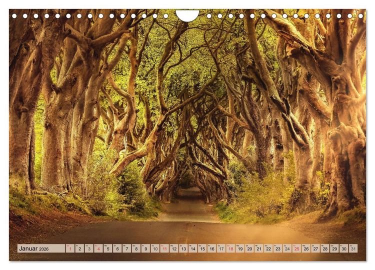 Produktbild: Leise durch den Wald. Sich Zeit nehmen und der Stille lauschen (Wandkalender 2026 DIN A4 quer), CALVENDO Monatskalender