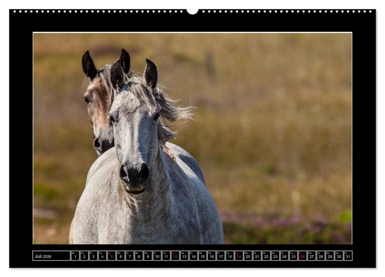 Produktbild: Connemara - Irlands wilder Westen (Wandkalender 2026 DIN A2 quer), CALVENDO Monatskalender
