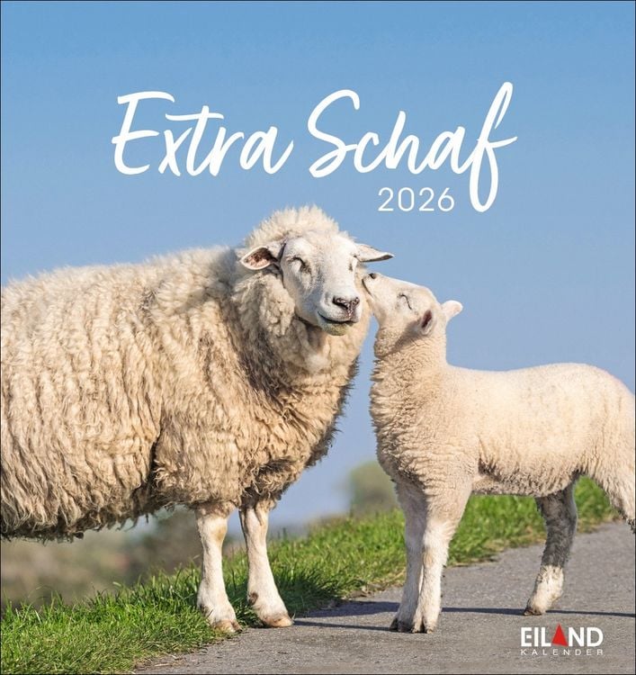 Produktbild: Extra Schaf Postkartenkalender 2026