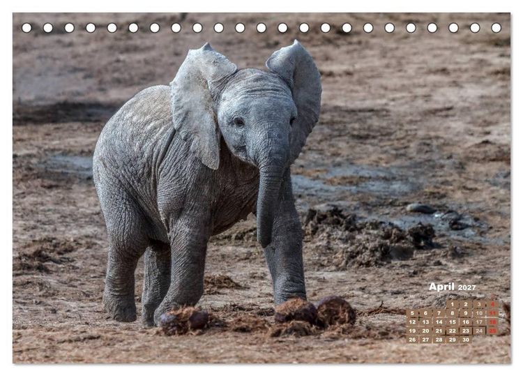 Produktbild: Afrikas Tierwelt: Elefantenbabys (Tischkalender 2027 DIN A5 quer), CALVENDO Monatskalender