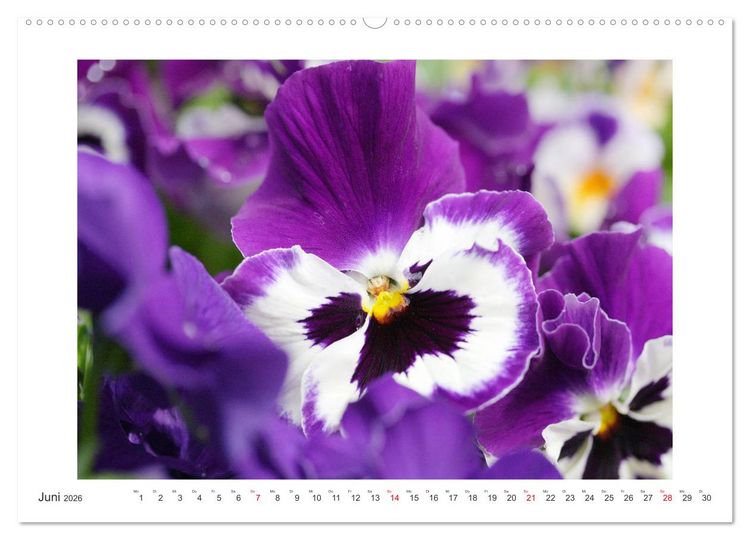 Produktbild: Veilchengew&auml;chse - Stiefm&uuml;tterchen und Hornveilchen (Wandkalender 2026 DIN A2 quer), CALVENDO Monatskalender
