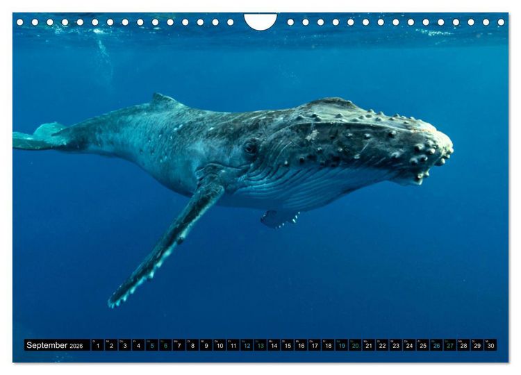 Produktbild: Big Five aus dem Ozean Hai, Delphin, Wal, Robbe, Pinguin (Wandkalender 2026 DIN A4 quer), CALVENDO Monatskalender