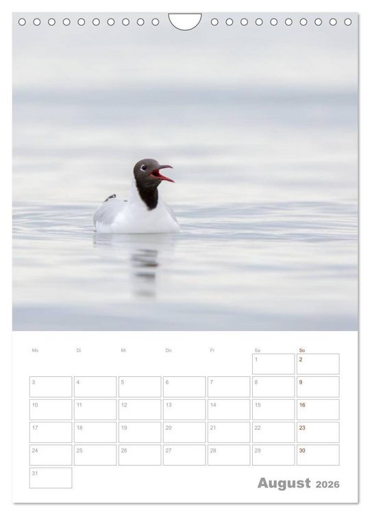 Produktbild: M&ouml;wen - die V&ouml;gel der K&uuml;ste (Wandkalender 2026 DIN A4 hoch), CALVENDO Monatskalender