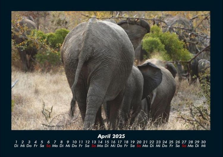 Produktbild: Der Elefantenkalender 2025 Fotokalender DIN A4