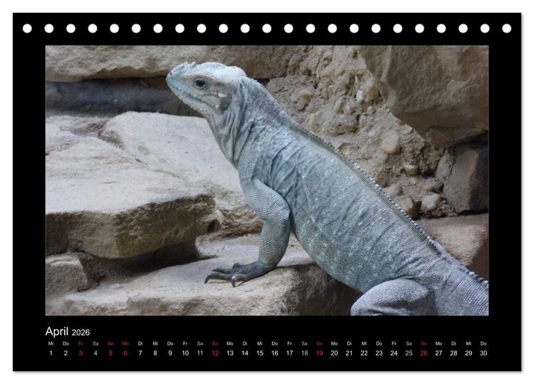 Produktbild: Faszinierende Reptilien (Tischkalender 2026 DIN A5 quer), CALVENDO Monatskalender