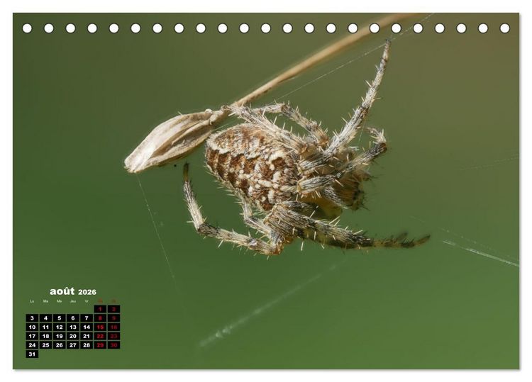 Produktbild: Araign&eacute;es et insectes (Calendrier de bureau 2026 DIN A5 vertical), CALVENDO calendrier mensuel