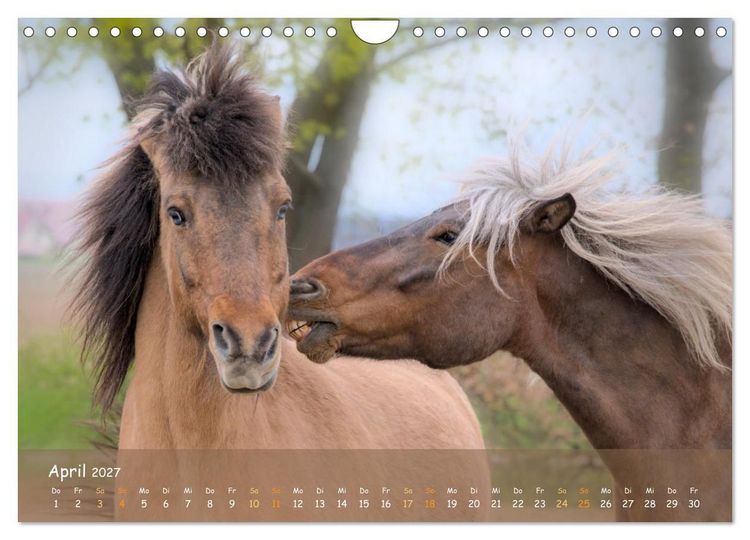 Produktbild: Verspielte Islandpferde Kopf an Kopf (Wandkalender 2027 DIN A4 quer), CALVENDO Monatskalender