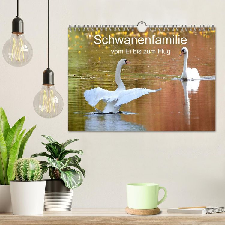 Produktbild: Schwanenfamilie, vom Ei bis zum Fliegen. (Wandkalender 2026 DIN A4 quer), CALVENDO Monatskalender