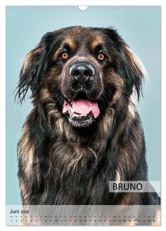 Produktbild: Hundekalender - Hunderassen im Portrait (Wandkalender 2026 DIN A3 hoch), CALVENDO Monatskalender