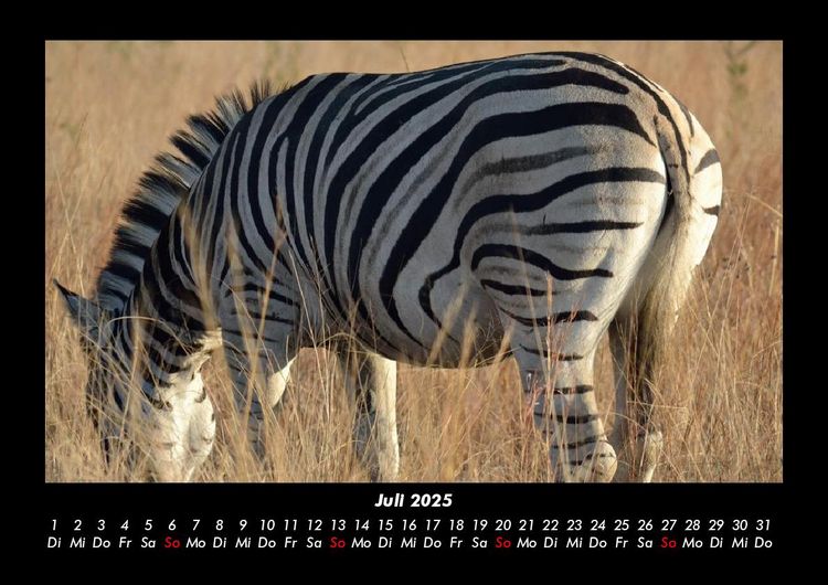 Produktbild: Zebrazauber 2025 Fotokalender DIN A3