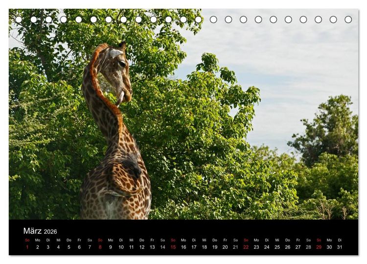 Produktbild: Giraffen &ndash; Faszination der Wildnis (Tischkalender 2026 DIN A5 quer), CALVENDO Monatskalender