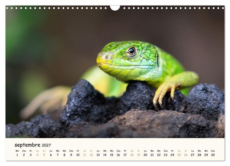 Produktbild: Les voisins du jardin - Une ann&eacute;e de rencontres (Calendrier mural 2027 DIN A3 vertical), CALVENDO calendrier mensuel