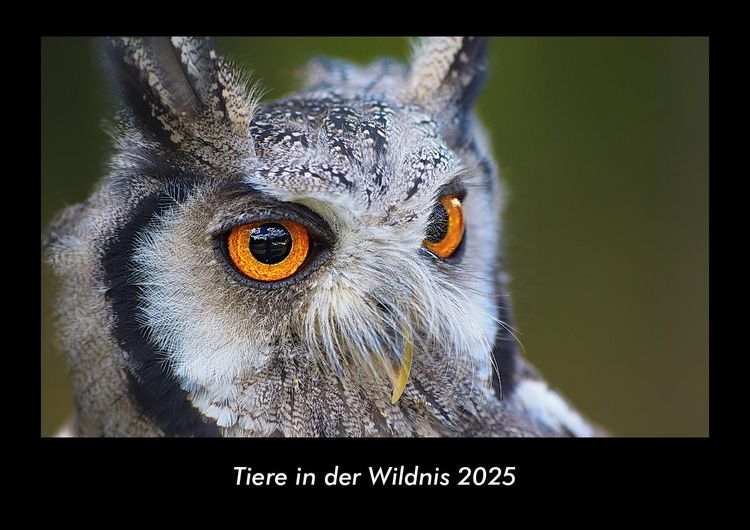 Produktbild: Tiere in der Wildnis 2025 Fotokalender DIN A3