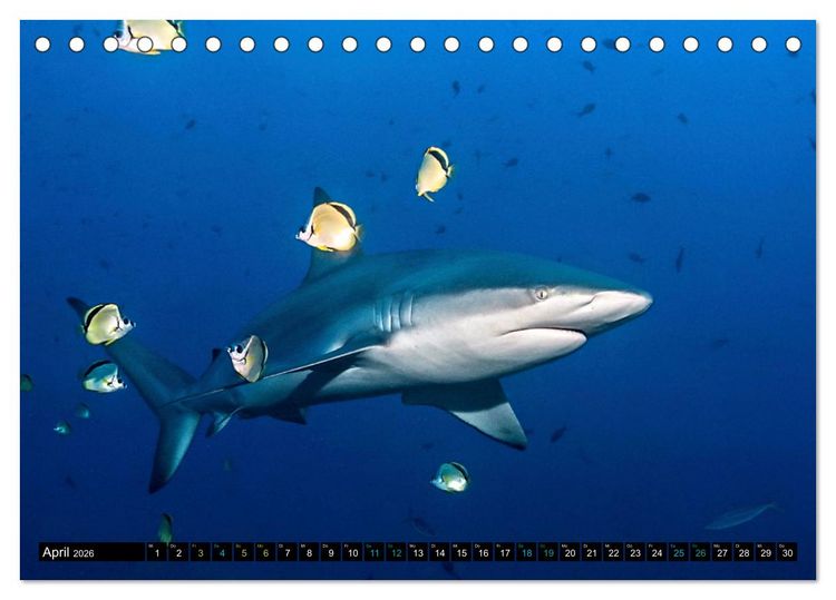 Produktbild: Big Five aus dem Ozean Hai, Delphin, Wal, Robbe, Pinguin (Tischkalender 2026 DIN A5 quer), CALVENDO Monatskalender