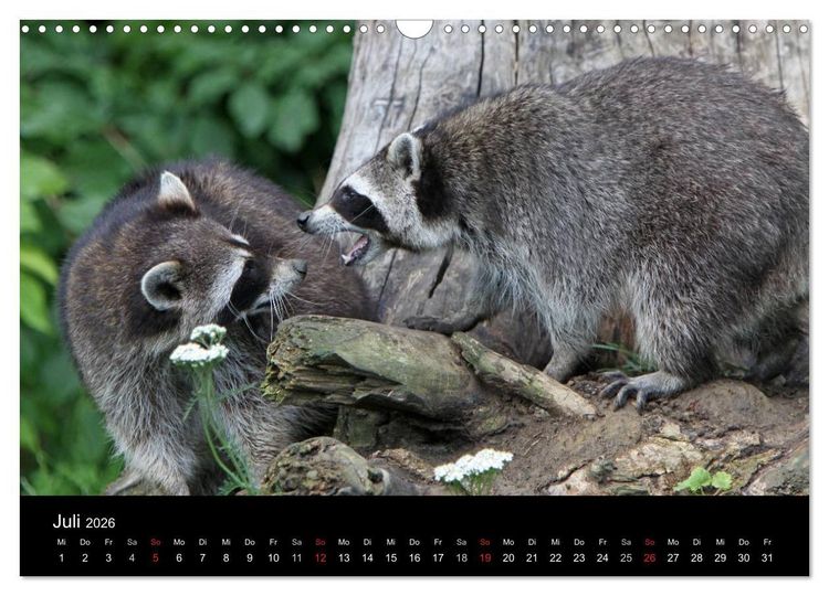 Produktbild: Waschb&auml;ren (Wandkalender 2026 DIN A3 quer), CALVENDO Monatskalender