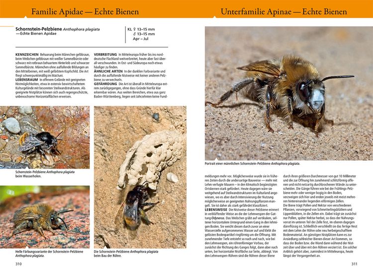 Produktbild: Bienen, Wespen, Ameisen