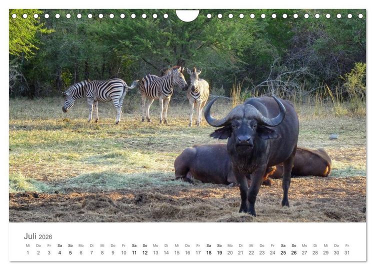 Produktbild: Afrika - Tiere im Kr&uuml;ger Nationalpark (Wandkalender 2026 DIN A4 quer), CALVENDO Monatskalender