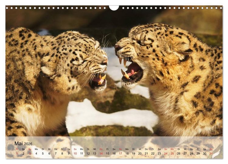 Produktbild: Leoparden. Elegante J&auml;ger (Wandkalender 2026 DIN A3 quer), CALVENDO Monatskalender