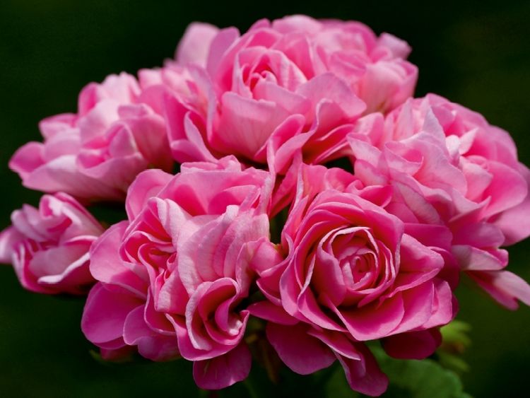 Produktbild: CALVENDO Puzzle Pelargonium Tr&auml;ume | 1000 Teile Lege-Gr&ouml;&szlig;e 64x48cm Foto-Puzzle f&uuml;r gl&uuml;ckliche Stunden