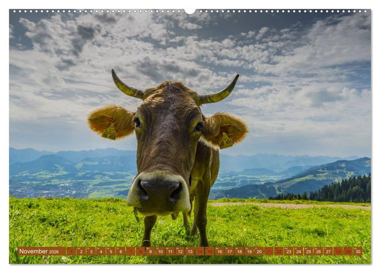 Produktbild: Allg&auml;uer Sch&ouml;nheiten Allg&auml;u - Land der K&uuml;he (Wandkalender 2026 DIN A2 quer), CALVENDO Monatskalender