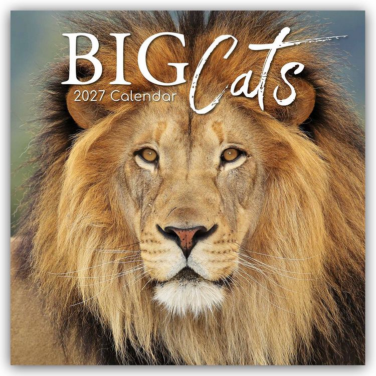 Produktbild: Big Cats &ndash; Raubkatzen &ndash; L&ouml;wen Tiger Geparden Leoparden 2027 &ndash; 16-Monatskalender