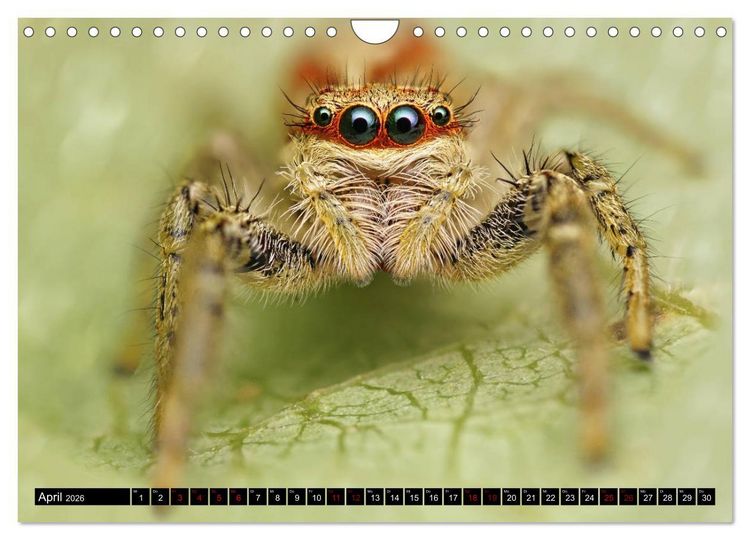 Produktbild: Faszination Makrofotografie: Springspinnen (Wandkalender 2026 DIN A4 quer), CALVENDO Monatskalender