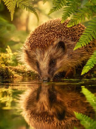 Produktbild: CALVENDO Puzzle Der Igel stillt seinen Durst am Spiegel der Natur | 1000 Teile Lege-Gr&ouml;&szlig;e 64x48cm Foto-Puzzle f&uuml;r gl&uuml;ckliche Stunden