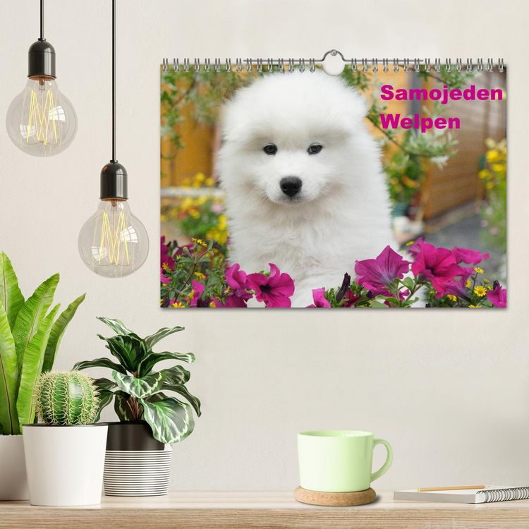 Produktbild: Samojeden Welpen (Wandkalender 2026 DIN A4 quer), CALVENDO Monatskalender