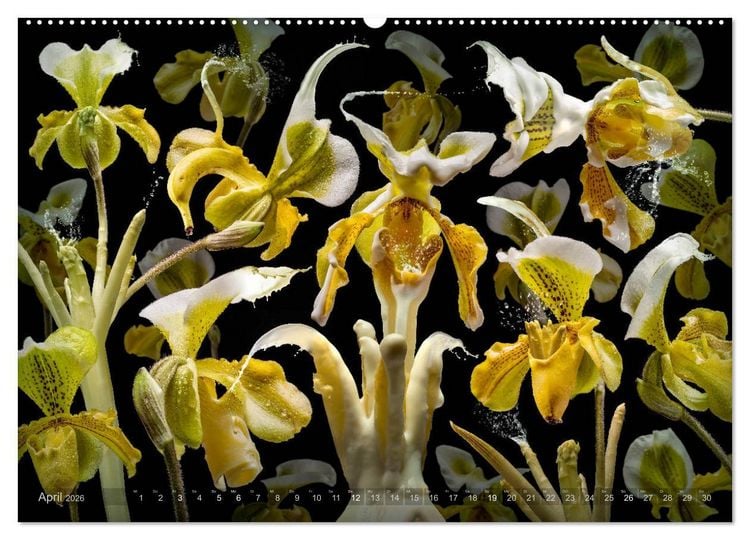 Produktbild: Flora miracula - Die wundersame Welt des Fotografen Olaf Bruhn (hochwertiger Premium Wandkalender 2026 DIN A2 quer), Kunstdruck in Hochglanz