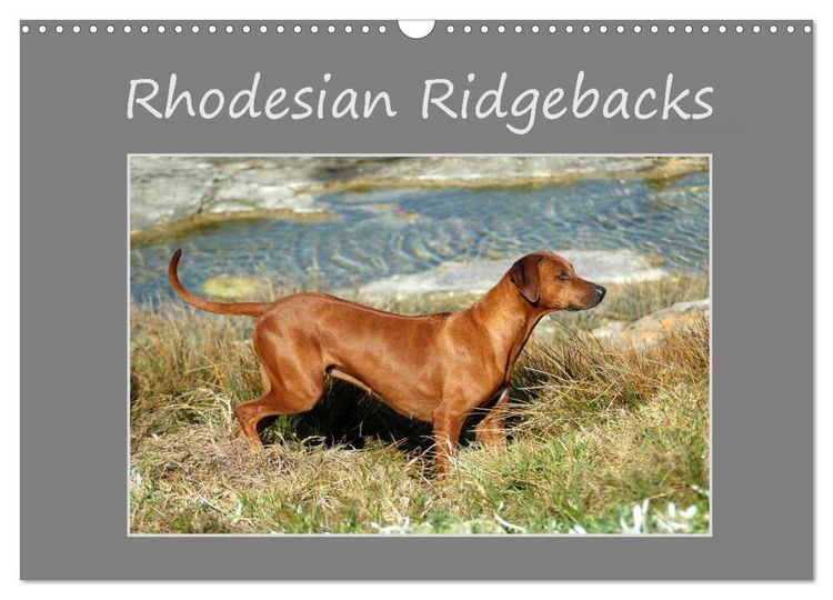 Produktbild: Rhodesian Ridgebacks (Wandkalender 2026 DIN A3 quer), CALVENDO Monatskalender