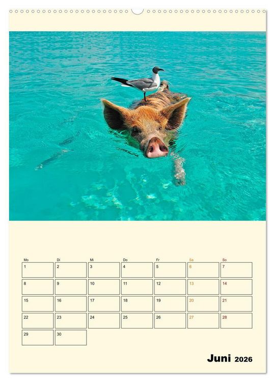 Produktbild: Lustig verr&uuml;ckt - der Tierkalender (hochwertiger Premium Wandkalender 2026 DIN A2 hoch), Kunstdruck in Hochglanz