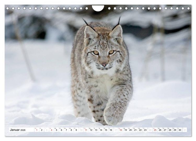 Produktbild: Tiermomente (Wandkalender 2026 DIN A4 quer), CALVENDO Monatskalender