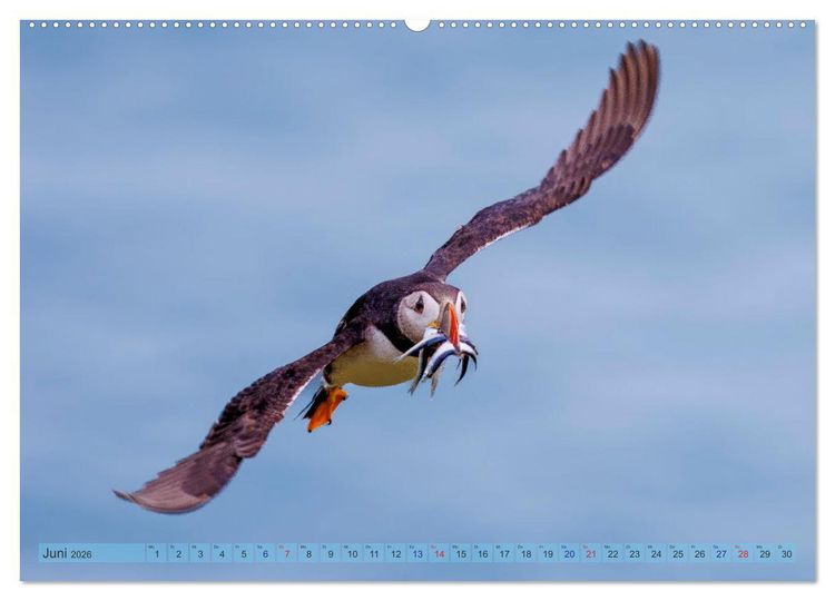 Produktbild: Papageientaucher - Farbenfrohe Flieger der Natur (Wandkalender 2026 DIN A2 quer), CALVENDO Monatskalender