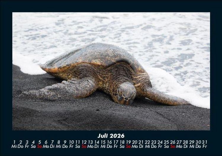 Produktbild: Schildkr&ouml;tenzauber 2026 Fotokalender DIN A5