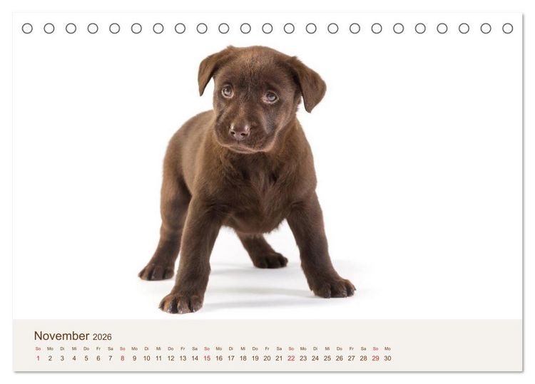 Produktbild: Labrador - Welpen (Tischkalender 2026 DIN A5 quer), CALVENDO Monatskalender