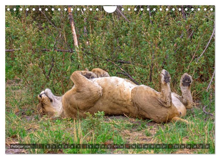 Produktbild: Katzen im Busch (Wandkalender 2026 DIN A4 quer), CALVENDO Monatskalender