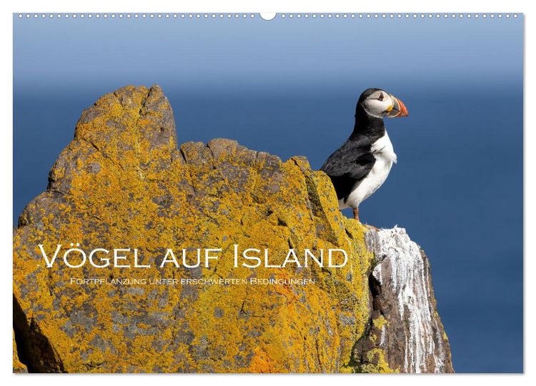Produktbild: V&ouml;gel auf Island (Wandkalender 2026 DIN A2 quer), CALVENDO Monatskalender
