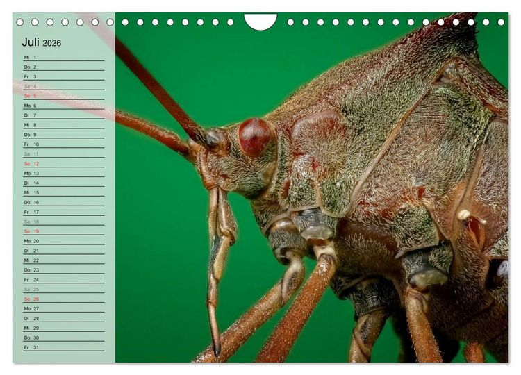 Produktbild: Die geheimnisvolle Welt der Insekten (Wandkalender 2026 DIN A4 quer), CALVENDO Monatskalender