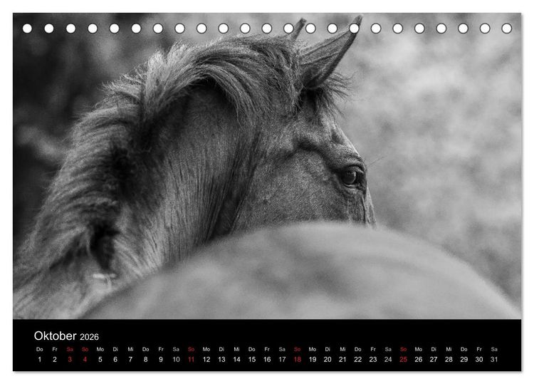 Produktbild: Pferde Tr&auml;ume (Tischkalender 2026 DIN A5 quer), CALVENDO Monatskalender