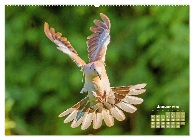 Produktbild: Tauben: vielfarbiges Gefieder und pr&auml;chtige Federkrone (hochwertiger Premium Wandkalender 2026 DIN A2 quer), Kunstdruck in Hochglanz