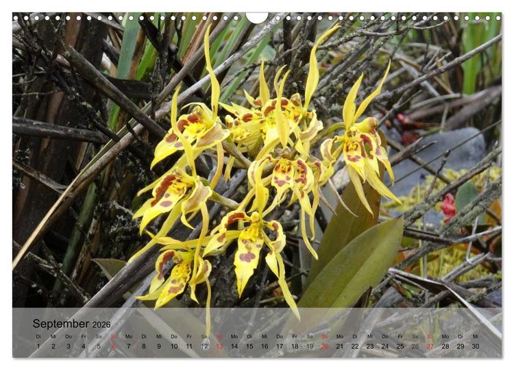 Produktbild: Orchideenland Ecuador (Wandkalender 2026 DIN A3 quer), CALVENDO Monatskalender