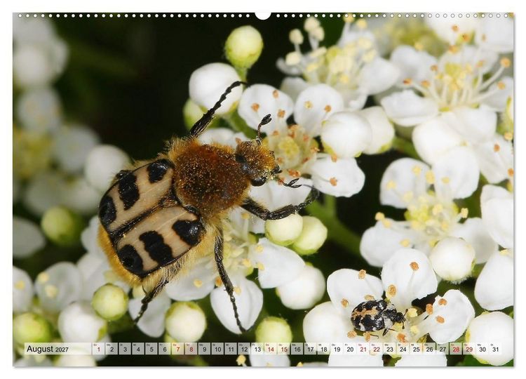 Produktbild: WELT DER K&Auml;FER (hochwertiger Premium Wandkalender 2027 DIN A2 quer), Kunstdruck in Hochglanz