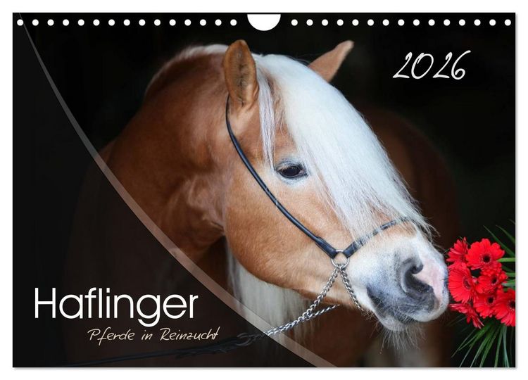 Produktbild: Haflinger-Pferde in Reinzucht (Wandkalender 2026 DIN A4 quer), CALVENDO Monatskalender