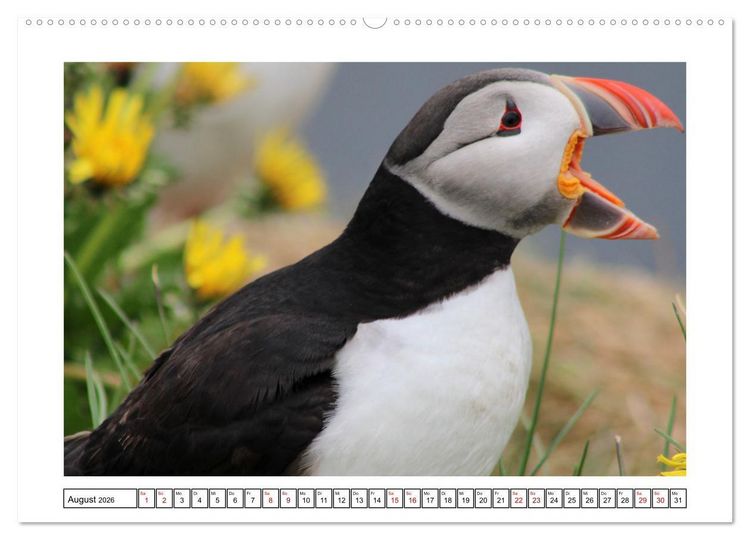 Produktbild: Papageientaucher 2026 - Magische V&ouml;gel des Nordmeers (Wandkalender 2026 DIN A2 quer), CALVENDO Monatskalender