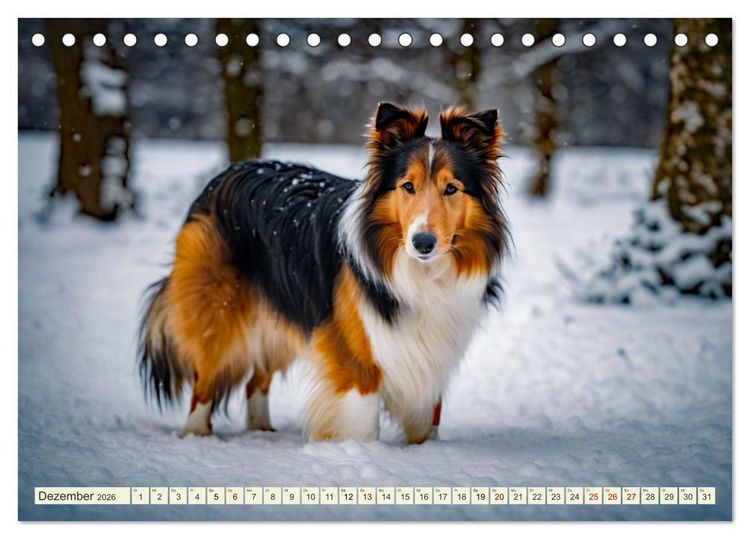 Produktbild: Traumhund Collie (Tischkalender 2026 DIN A5 quer), CALVENDO Monatskalender