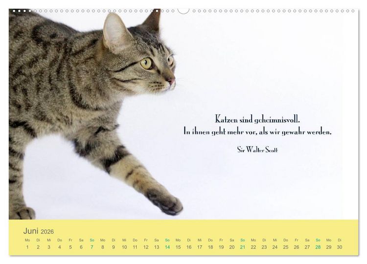 Produktbild: Katzenzitate 2026 (hochwertiger Premium Wandkalender 2026 DIN A2 quer), Kunstdruck in Hochglanz
